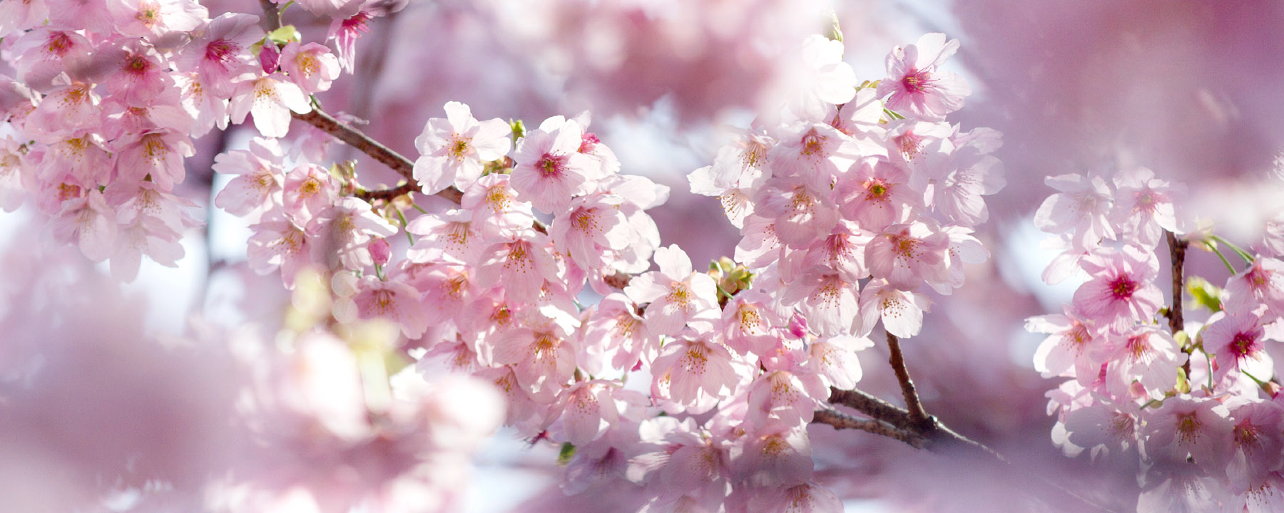 feat_japan_sakura – Life for Beginners